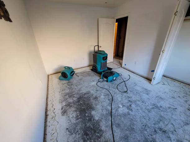Best Professional water damage repair  in Al Creek, CO